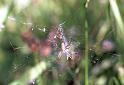 Argiope_bruennichi_F2166_Z_75_Les Gris_Frankrijk